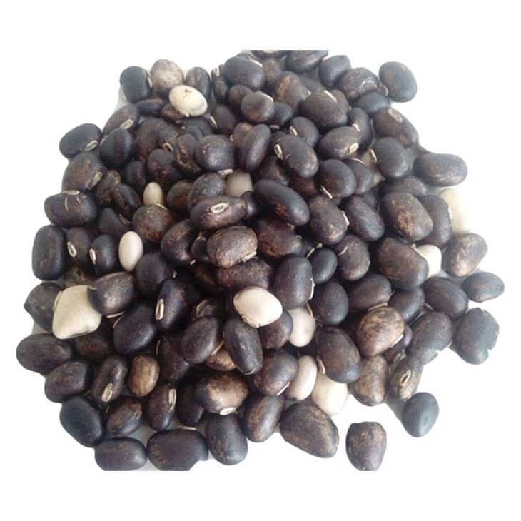 Ren L-DOPA Dopamin Mucuna Pruriens Extrakt Levodopa 99% för hjärnhälsa